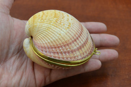 CARDIUM PESODOLIMA sea Shell Trinket Box Coin Purse 7320 - $7.00