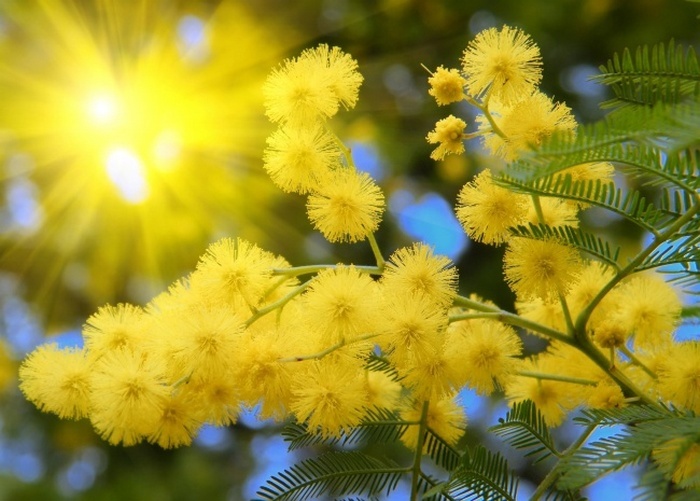20 GOLDEN MIMOSA SEED Acacia Baileyana Yellow Wattle Tree Flower Seeds