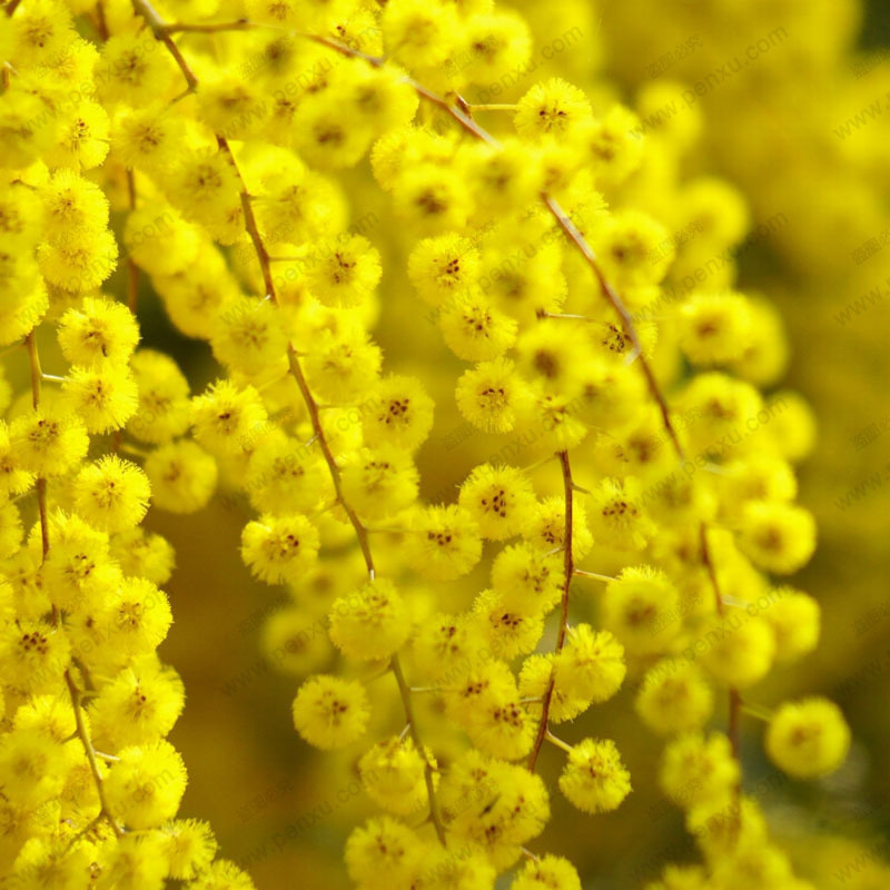 20 GOLDEN MIMOSA SEED Acacia Baileyana Yellow Wattle Tree Flower Seeds
