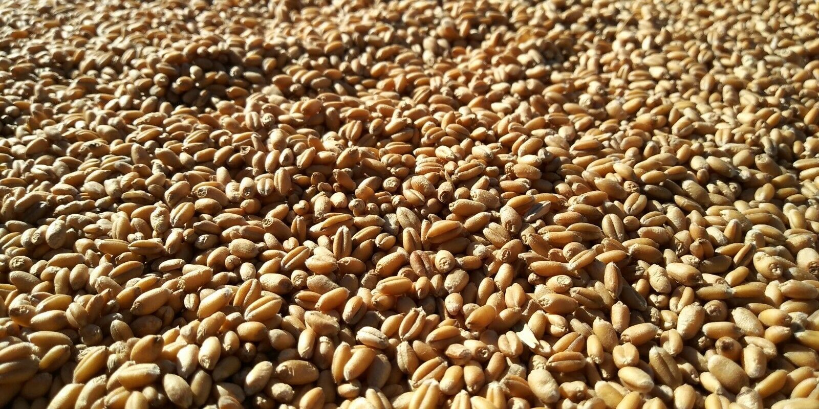 Wheat Berries for sale, 10 lbs. 25 Day Free USPS Shipping, Missouri