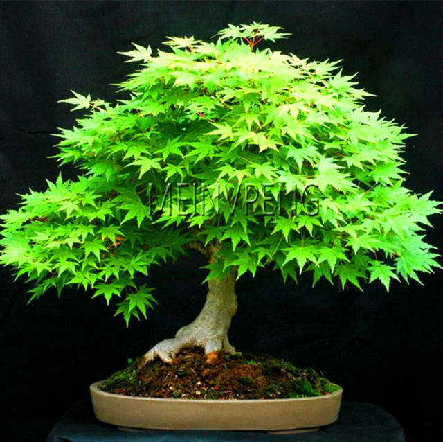 BestSelling!blue maple tree bonsai Bonsai tree plants. rare sky blue