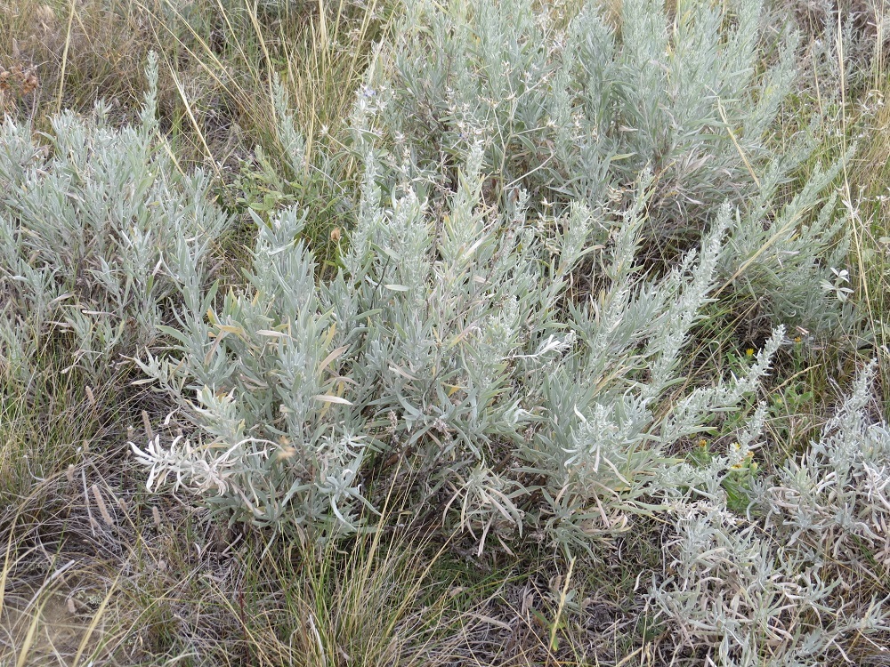 100 Seeds SILVER SAGEBRUSH "Artemisia Ludoviciana" Herb Flower Annual