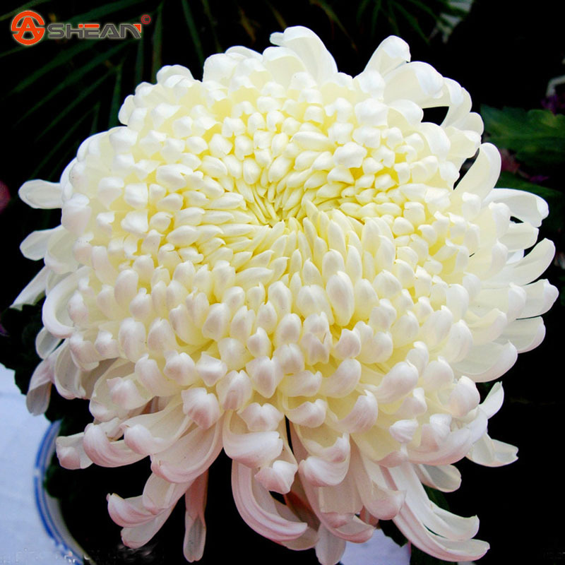 White Chrysanthemum Seeds, Beautiful Potted Chrysanthemum Flower Seeds
