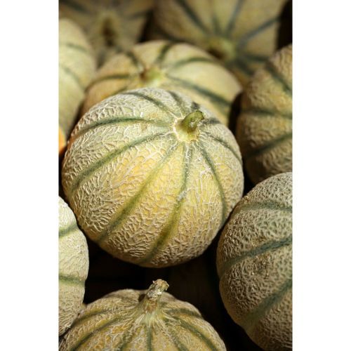 Hearts Of Gold Cantaloupe Sweet Melon 50 Seeds SDP99 Seeds & Bulbs