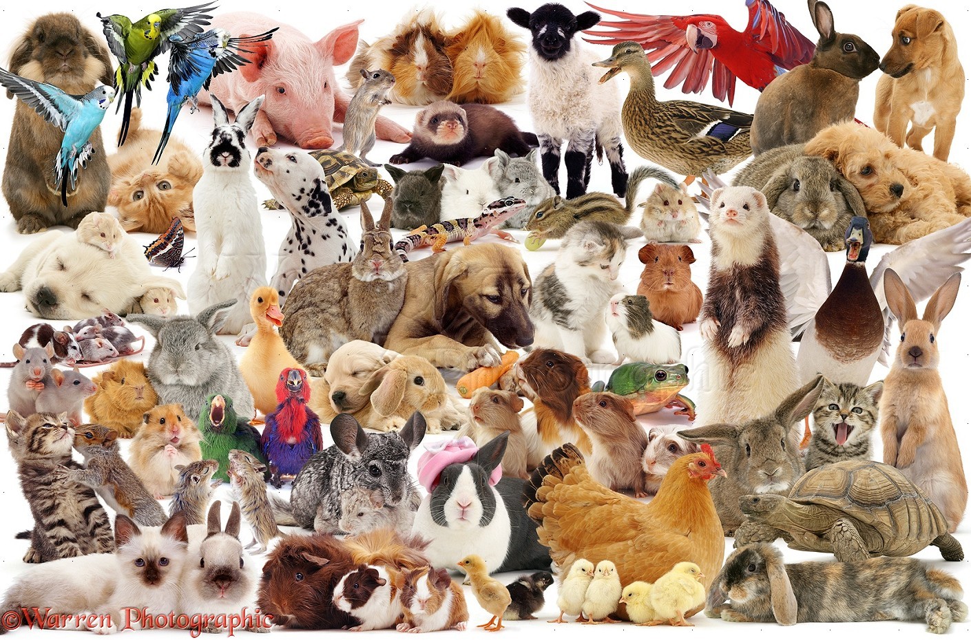 И т д существуют различные. Много животных. Многодрмашних животных. Животные вместе. Несколько животных.