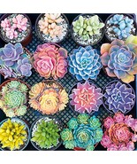 Buffalo Games - Sweet Succulents - 300 Large Piece Jigsaw Puzzle Multico... - $24.99