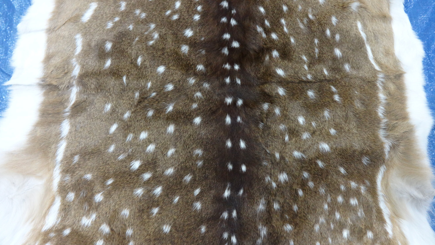 Top quality axis deer skin from Argentina axis deer hide - Leather, Fur ...
