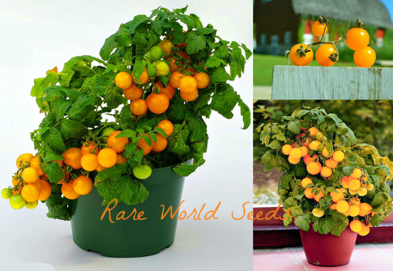 MINI! Yellow Cherry Tomato ‘Patio Choice' sweet fruits on tiny plants