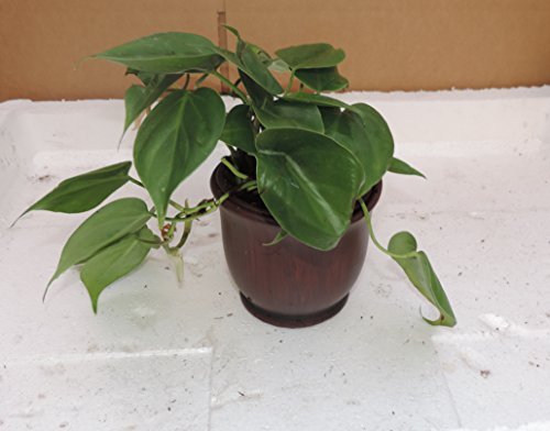 Heart Leaf Philodendron - Easiest House Plant to Grow - 4"ceramic Pot color red  - $24.99