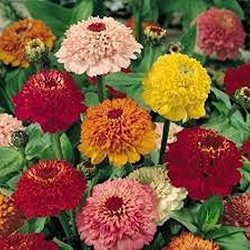 100 Zinnia (Scabiosa) Flowered Mix Seeds Other Seeds & Bulbs