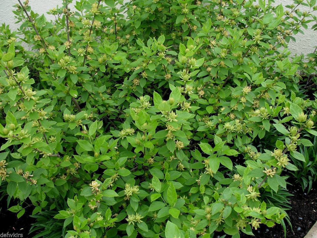 Carolina Allspice, (Sweetshrub), Calycanthus Floridus, Shrub Seeds Seeds