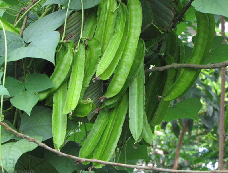 winged bean seeds perennial psophocarpus tetragonolobus goa bean rare ...