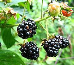 Black Berry Plants 10 pack