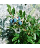 Wild Blueberry Plants Starters 10 - $19.99