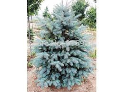 buy blue spruce seedlings
