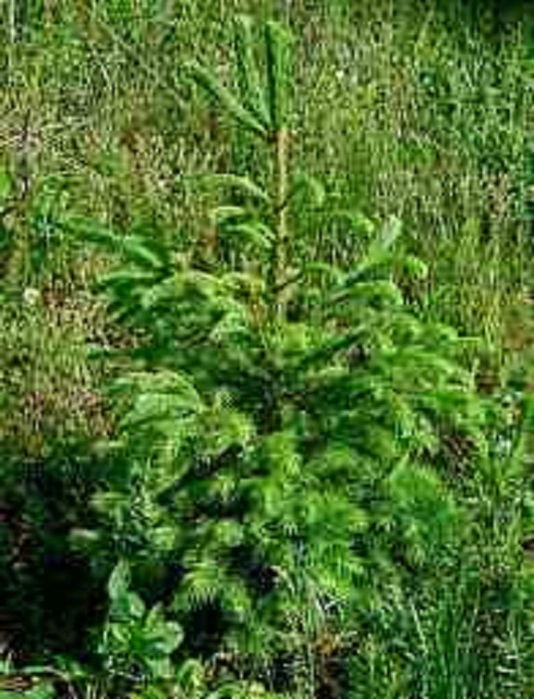 norway spruce seedlings