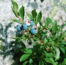 Wild Blueberry Plants 5
