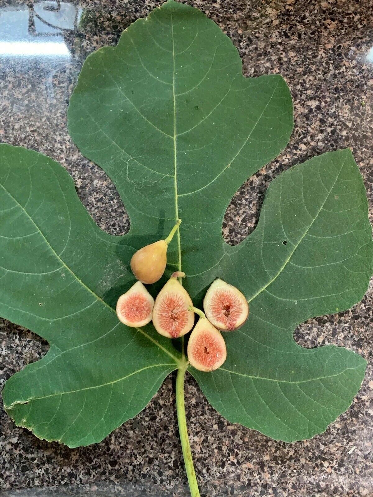 Texas Everbearing Fig Tree Cuttings, 5+ Cuttings. Cold Hardy Zone 811