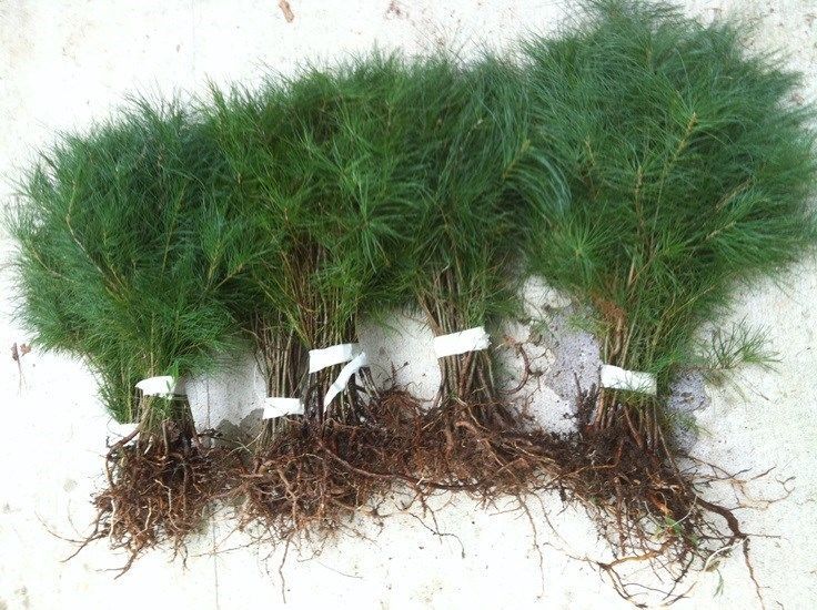 14 Eastern white pine starter trees 12"15" evergreen transplant