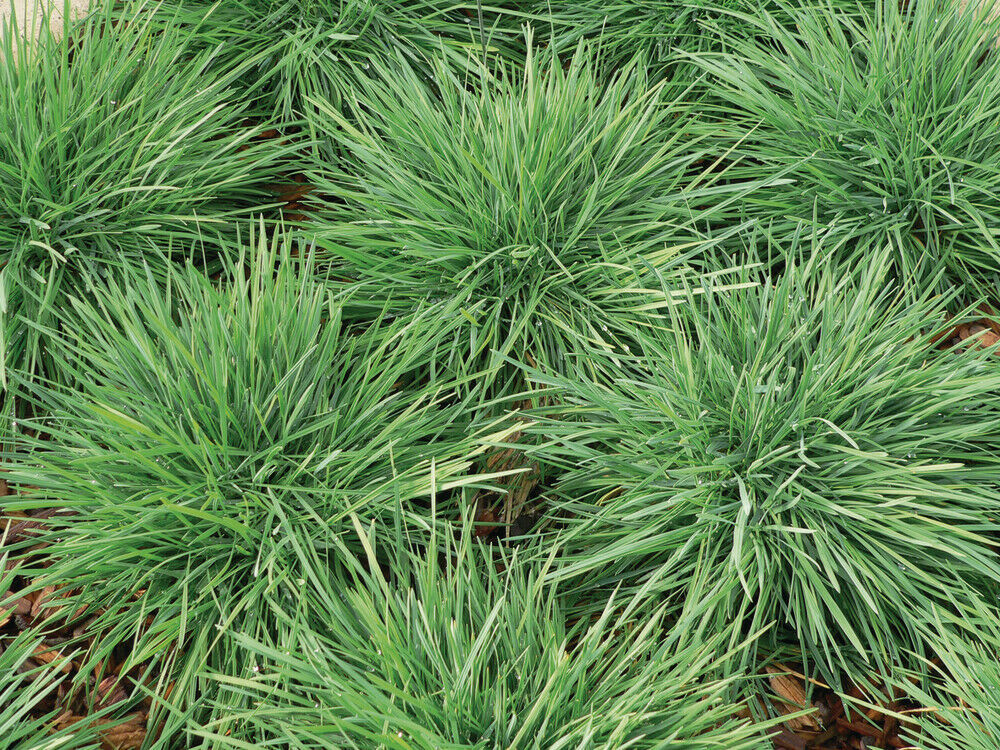 Blue Hair Grass Seeds Koeleria Coolio 25 Multi Pelleted Seeds Ornamental Grass - $7.00