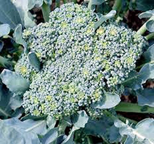 Broccoli Seed, Green Sprouting Calabrese, Heirloom, Organic, Non GMO, 500 Seeds,