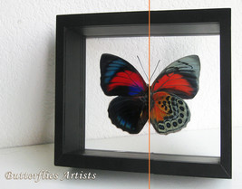 Hybrid Butterfly Agrias Beatifica Agrias Caudina VERY RARE Double Glass ... - $179.99