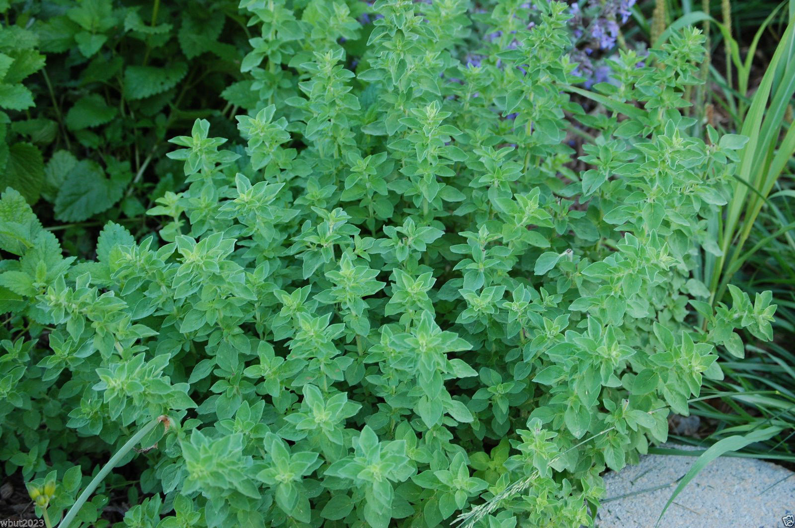 Oregano, Wild Marjoram, Common Italian Oregan (2000 SEED