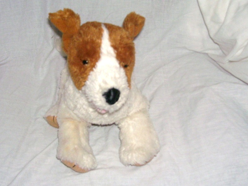 teddy bear jack russell