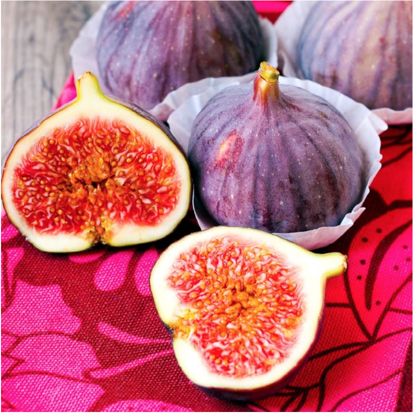 Violette Du Bordeaux Fig Ficus Carica Negronne Petite Figue De Violet 