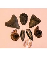 Fossil set, Ammonite, Orthoserius, Sharks Teeth, Utah, trilobites, - $50.00