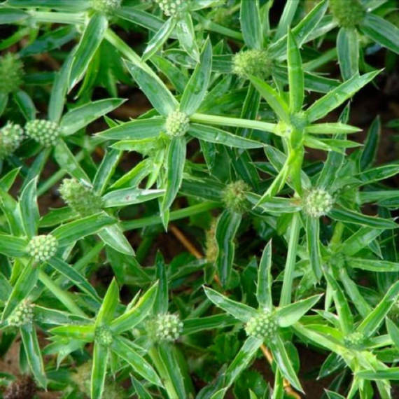 Culantro Seeds (Eryngium foetidum) 50+ Culinary Medicinal Herb Seeds
