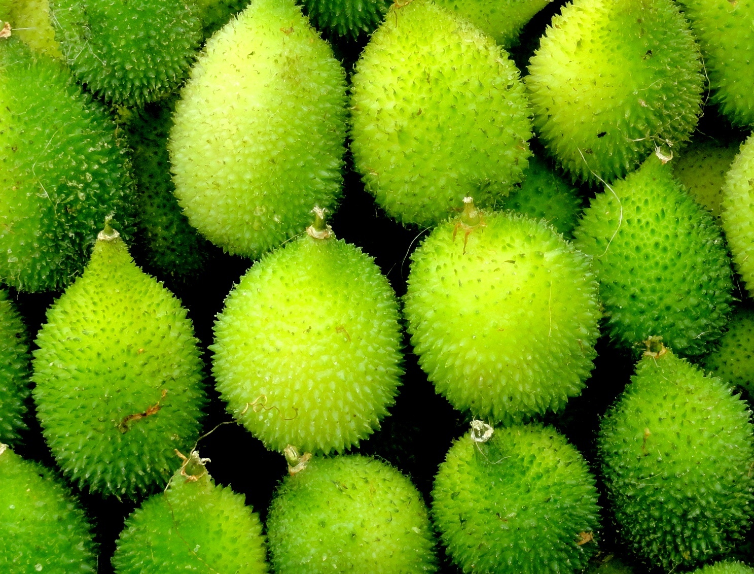 30pcs Nutitious Momordica dioica seeds,Rare Vegetable Spinegourd Seeds