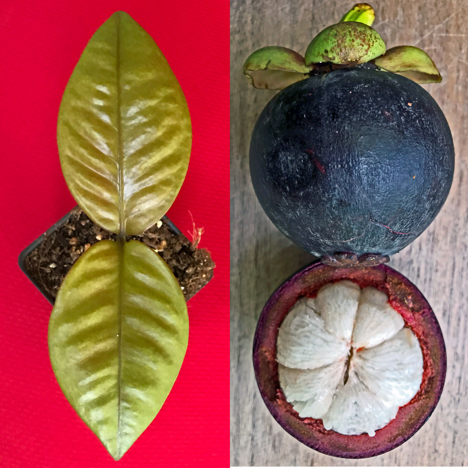 Purple Mangosteen Garcinia Mangostana Florida Tropical King Fruit Pot