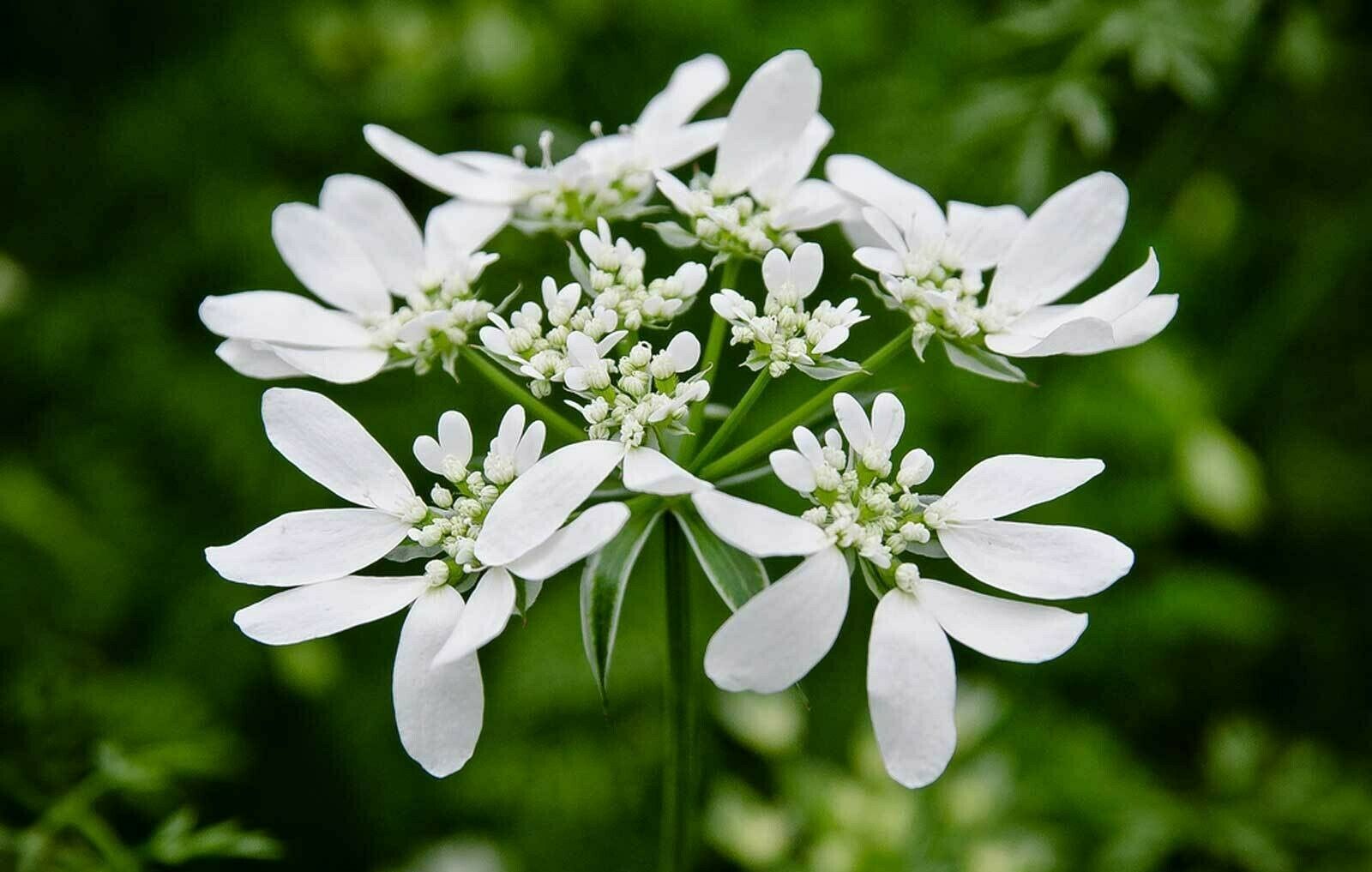 Orlaya grandiflora Minoan Lace White Lace Flower 20_Seeds Other