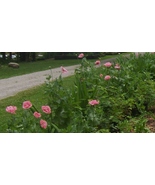 Heirloom Pink Poppy Seeds, from My Homestead Garden to Your Garden - $6.00