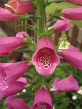 SHIPPED FROM US 2000 PINK &amp; PURPLE MIX FOXGLOVE Digitalis Flower Seeds, ... - $21.00