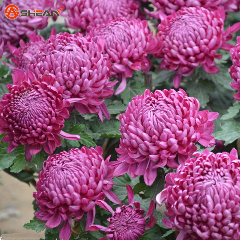 Balcony Potted Flower Purple Red Chrysanthemum Seeds