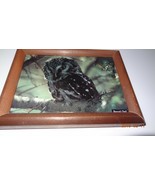 Framed Boreal owl postcard Picture - $29.13