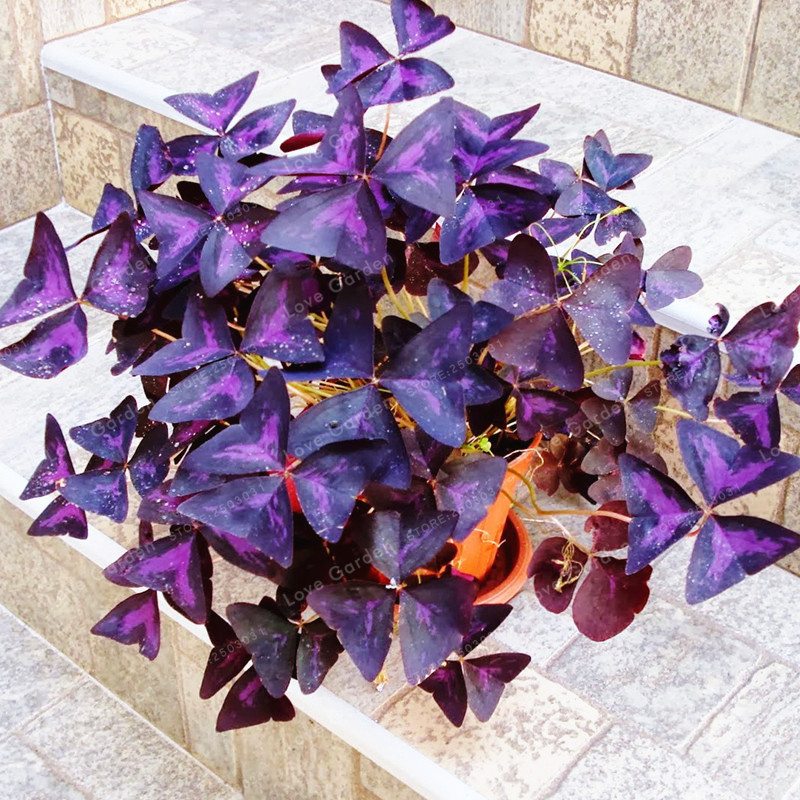 Oxalis Wood Sorrel Flower Oxalis Purple Shamrock Clover 100pcs - Seeds