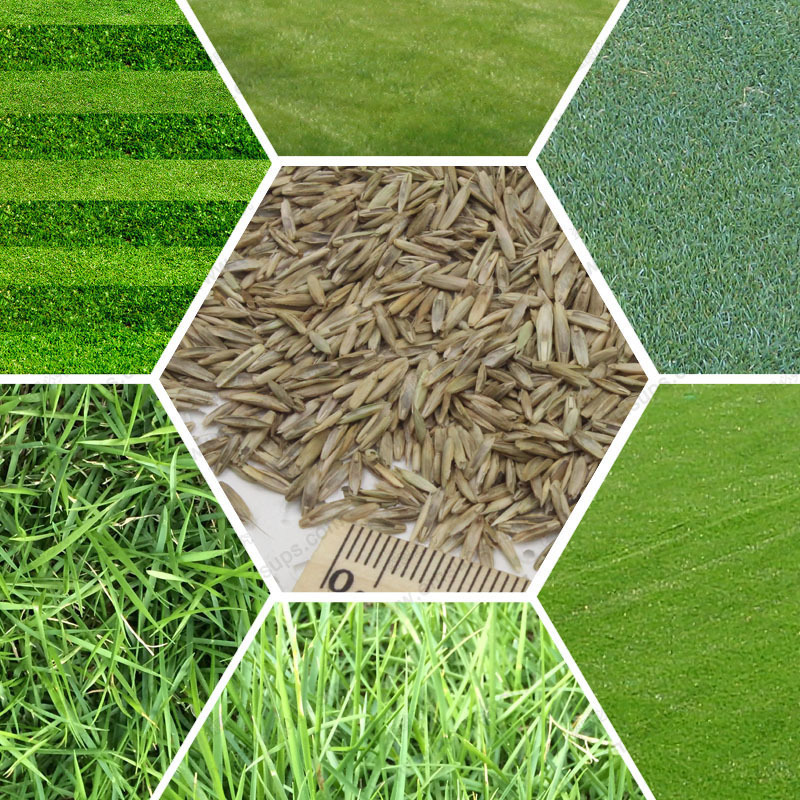 Turf Grass Seeds Golf Soccer Fields Special Grade Evergreen Lawn seeds 1000 pcs Perennial Seeds