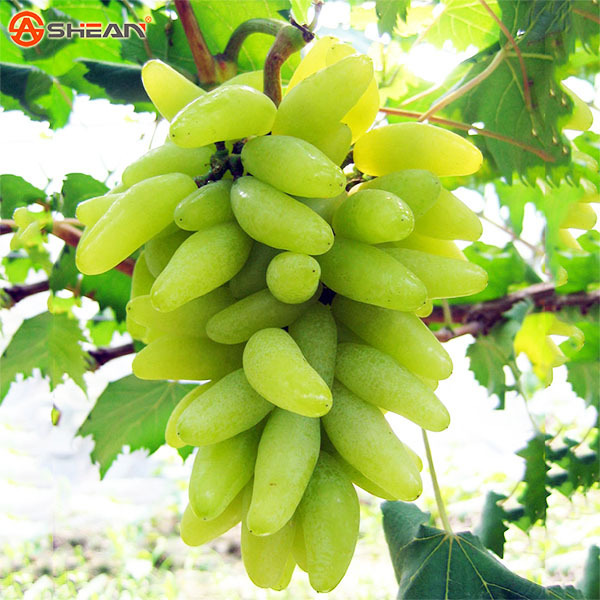Rare Green Finger Grape Seeds Natural Growth Grape Delicious 100 pcs