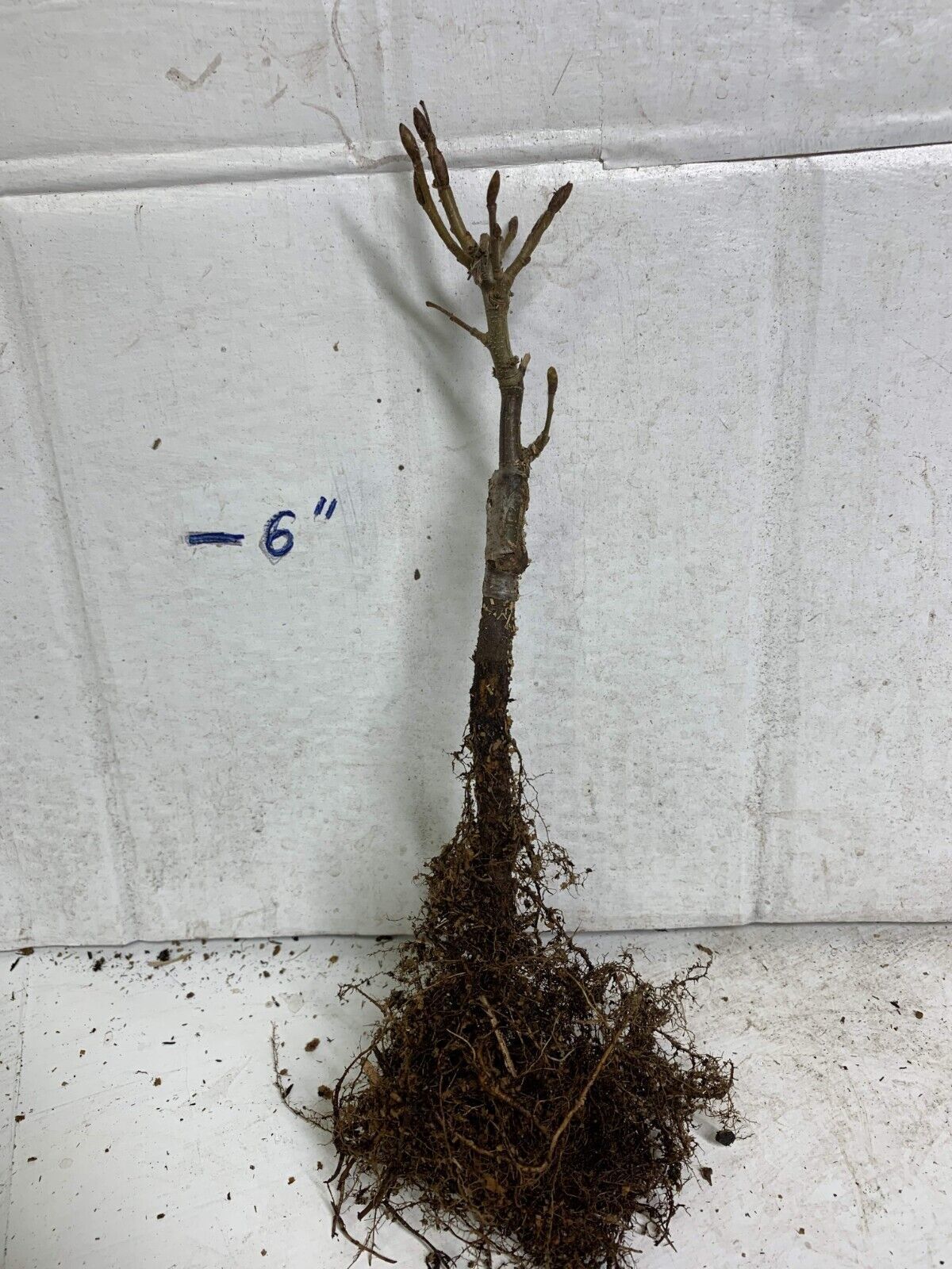 Carpinus Betulus ‘Columnaris Nana’ Grafted 1 Year Old Plant Bare Root 