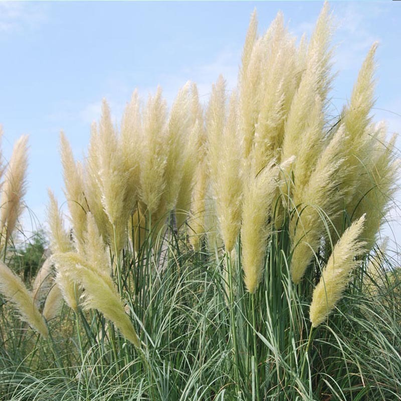 Yellow Pampas Grass Ornamental Plant Cortaderia Grass Seed New 500 pcs ...