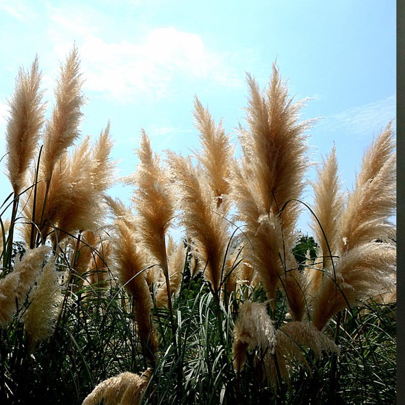 Yellow Pampas Grass Ornamental Plant Cortaderia Grass Seed New 500 pcs ...