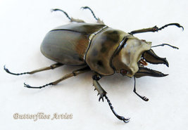 Golden Devil Allotopus Rosenbergi Stag Beetle Entomology Collectible Shadowbox - $98.99