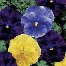 50 Pansy Seeds Delta Tricolor Mix Pansy - $5.00