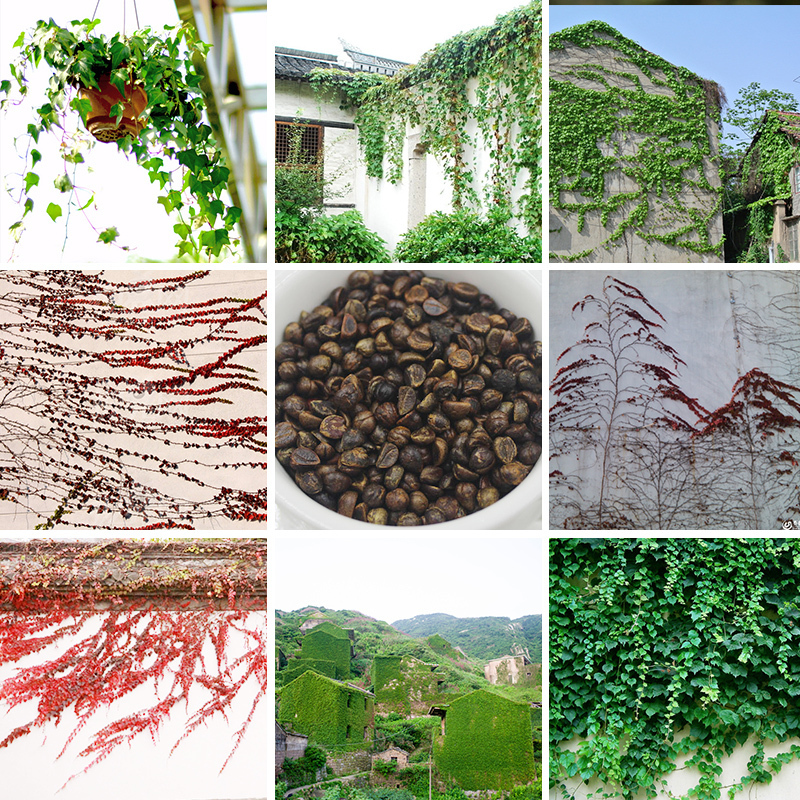 Bestselling Ivy Climbing Perennial Seeds (Red Green) Boston Ivy Seeds