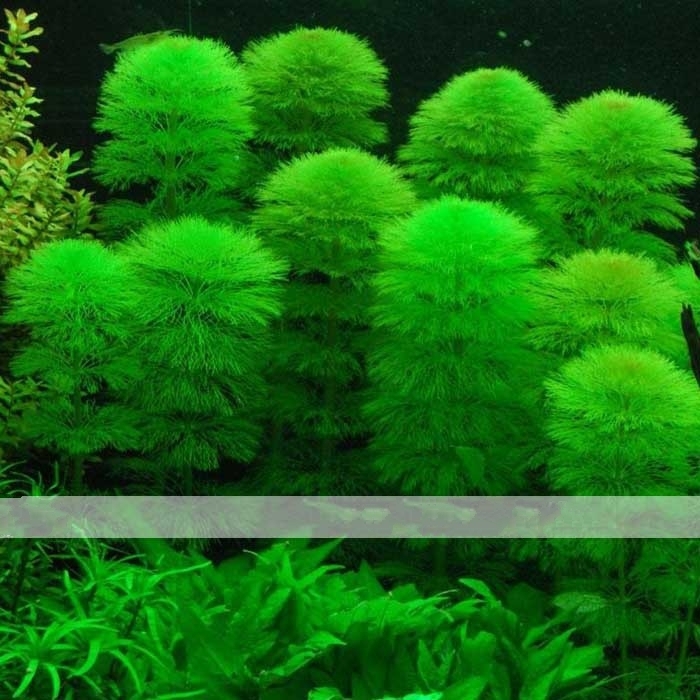 100 Seed 25 Types Aquarium Grass Water Aquatic, DIY Ornamental Grass DO ... - 24