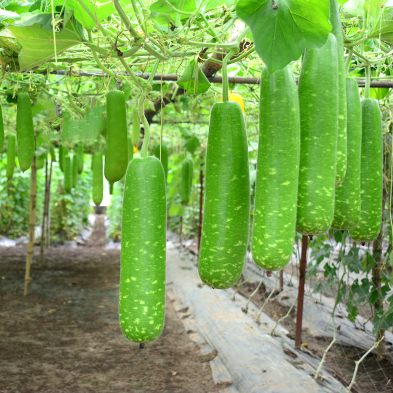 Bottle Gourd Long Melon 5 Seeds Lauki, Doodhi Delicious Asian Vegetable ...