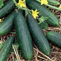 500 Seeds or 1/2 OZ Spacemaster Cucumber Seeds, NON-GMO - $9.90